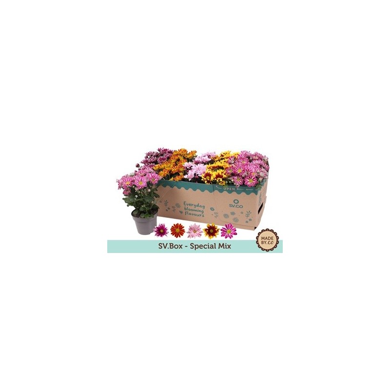 CRISANTEMO MIX ALTO 25CM Y MACETA 12CM