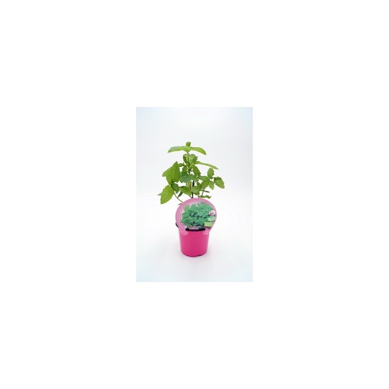 HIERBABUENA PRODUCTO NATURAL MACETA 10,5CM