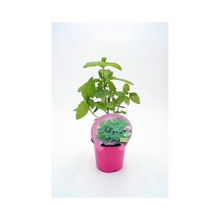 HIERBABUENA PRODUCTO NATURAL MACETA 10,5CM