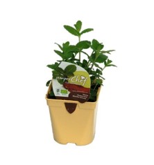 MENTA PIPERITA PRODUCTO NATURAL MACETA 10,5CM