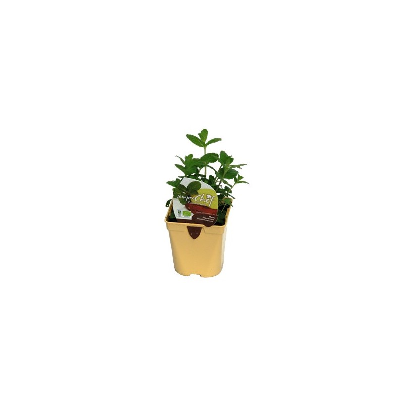 MENTA PIPERITA PRODUCTO NATURAL MACETA 10,5CM