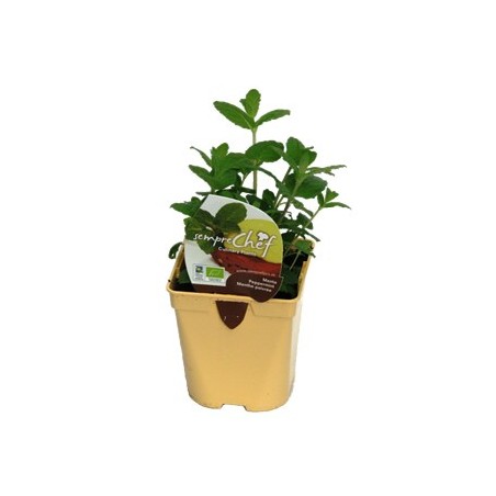 MENTA PIPERITA PRODUCTO NATURAL MACETA 10,5CM