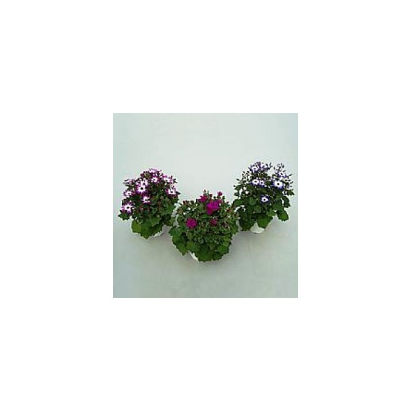 SENETTI PERICALLIS M15