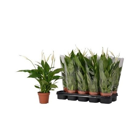 SPATIPHYLLUM CUPIDO ALTO 20CM Y MACETA 9CM