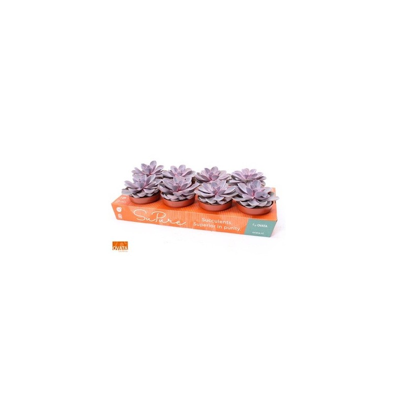 ECHEVERIA PURPLE PEARL ALTO 10CM Y MACETA 12CM