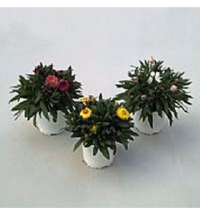 SIEMPREVIVA MACETA 15CM VARIOS COLORES