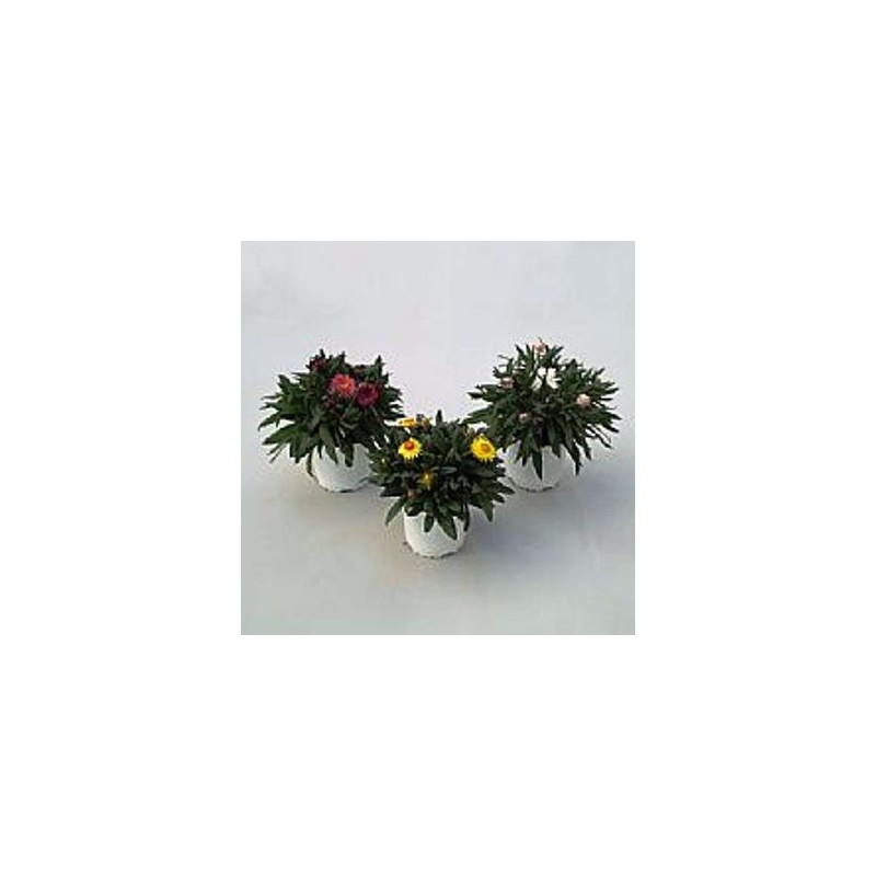 SIEMPREVIVA MACETA 15CM VARIOS COLORES
