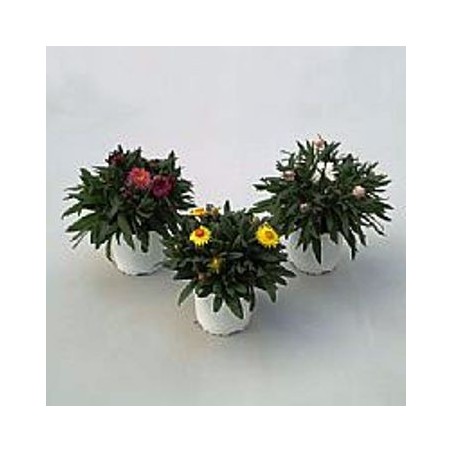 SIEMPREVIVA MACETA 15CM VARIOS COLORES