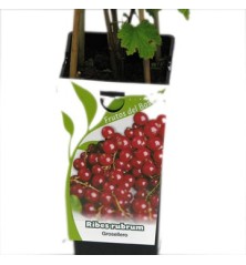 GROSELLERO ROJO RIBES RUBRUM 2L