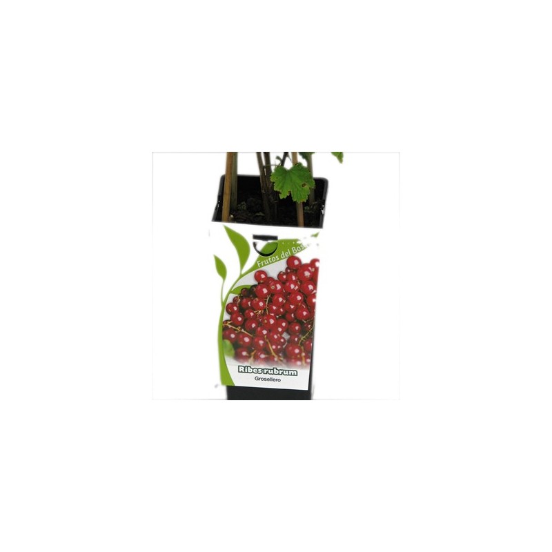 GROSELLERO ROJO RIBES RUBRUM 2L