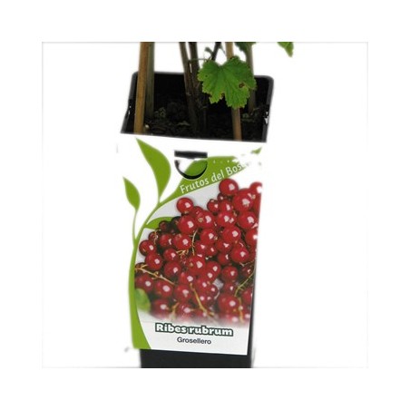 GROSELLERO ROJO RIBES RUBRUM 2L