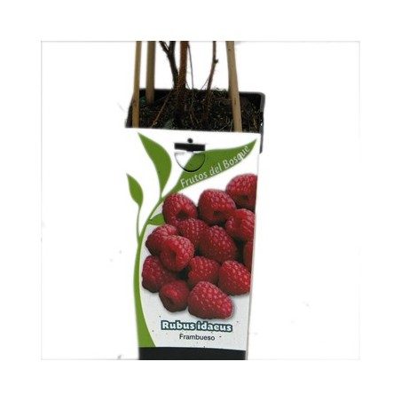 FRAMBUESA ROJA RUBUS IDAEUS 2L