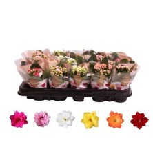 KALANCHOE FLOR DOBLE MACETA 6CM Y ALTO 10CM