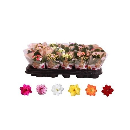 KALANCHOE FLOR DOBLE MACETA 6CM Y ALTO 10CM