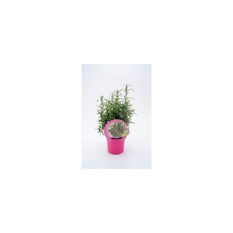 ROMERO PRODUCTO NATURAL MACETA 10,5CM