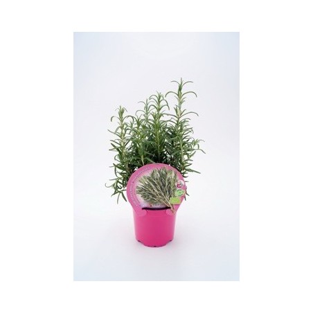 ROMERO PRODUCTO NATURAL MACETA 10,5CM