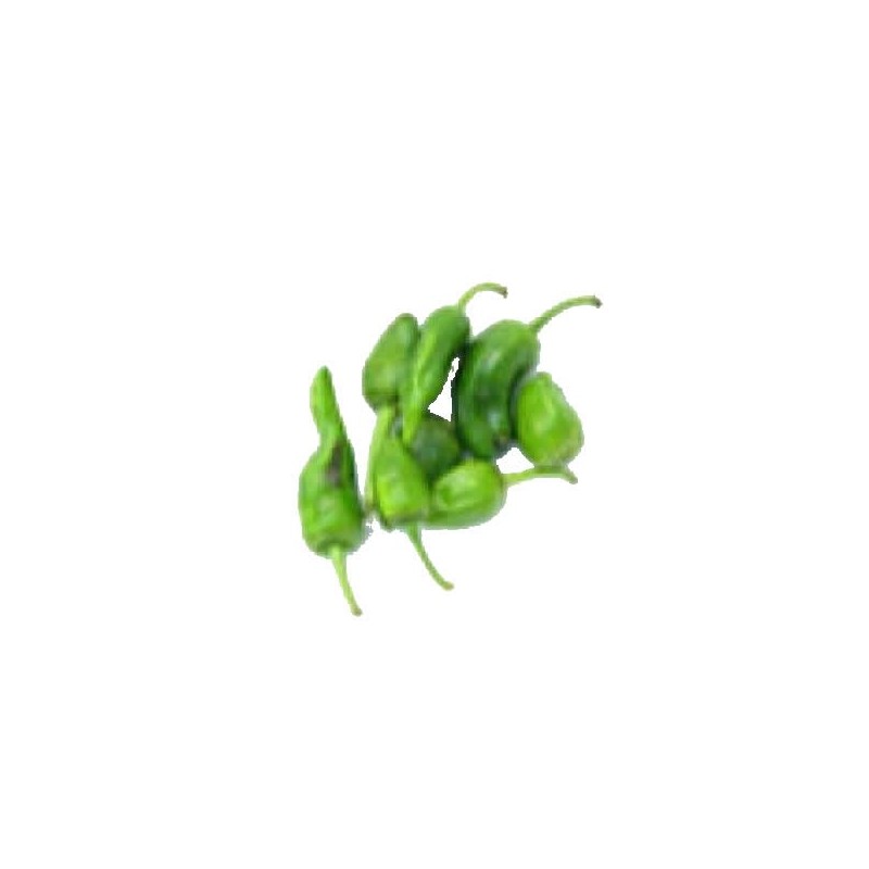 PIMIENTO PADRON BANDEJA 6 PLANTONES