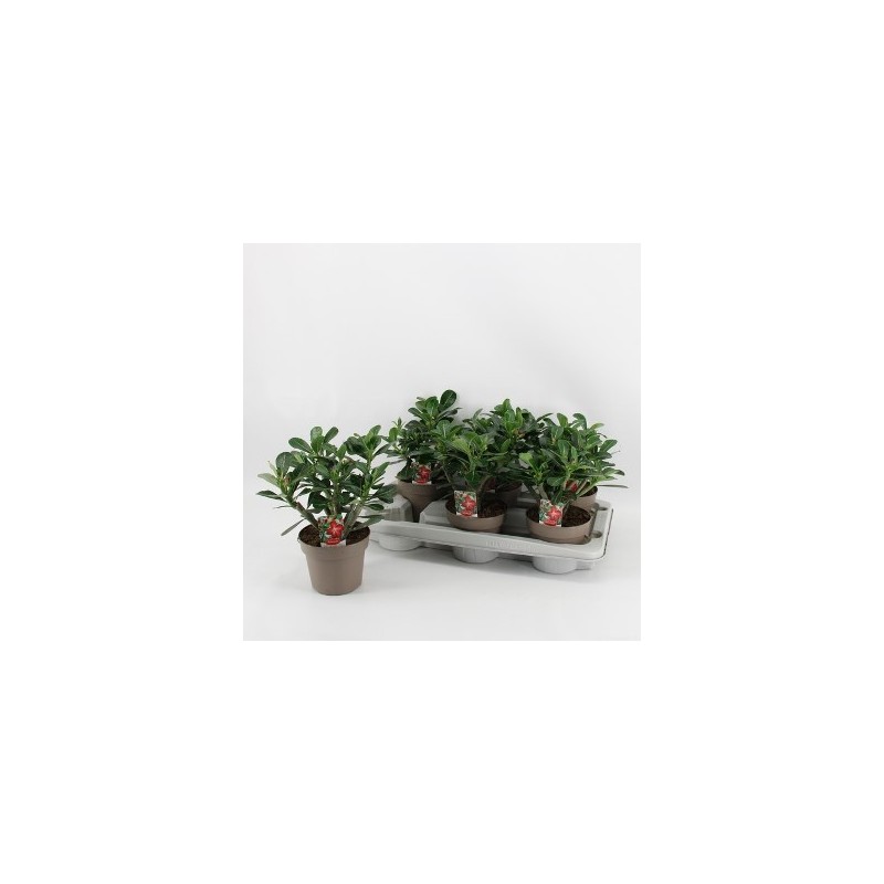 ADENIUM OBESUM ROJO MACETA 14CM