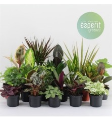 PLANTAS SURTIDAS MACETA 8,5CM