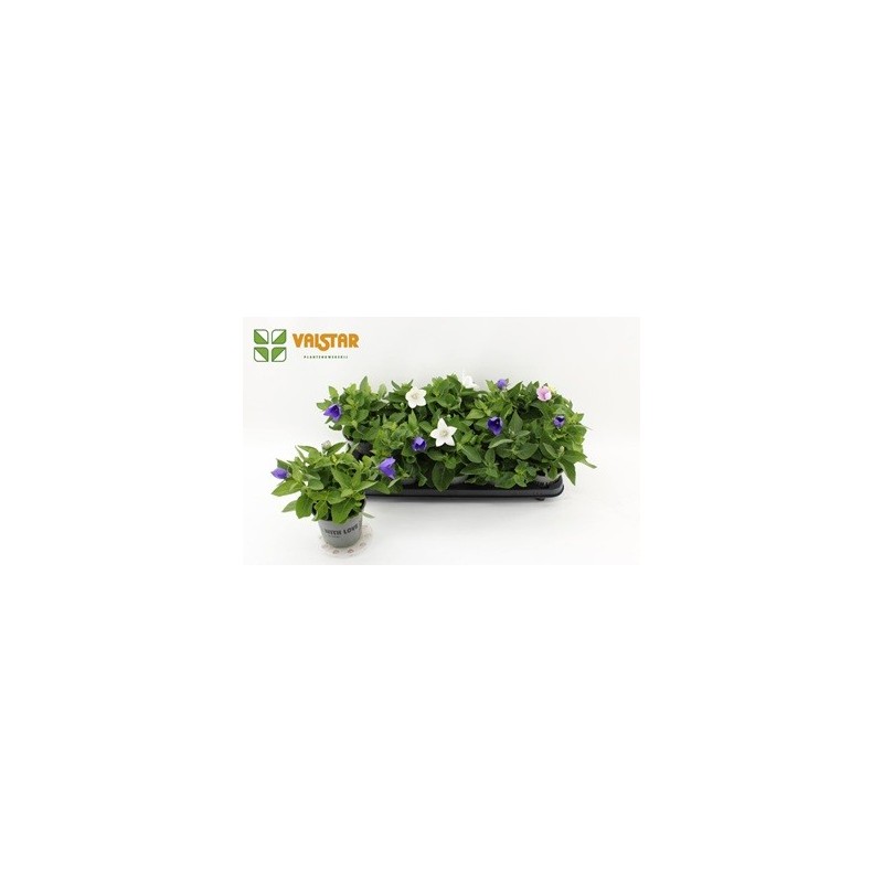 PLATYCODON ASTRA MIX COLORES MACETA 12CM