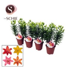 LILIUM MACETA 13CM