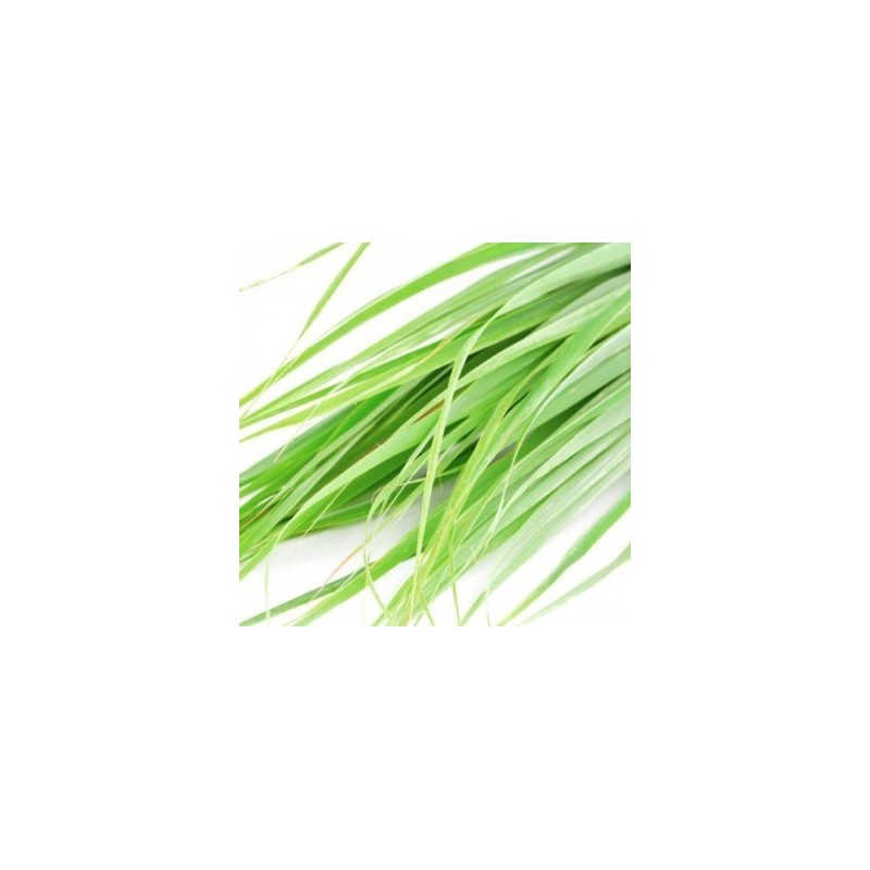 CITRONELA LEMON GRASS MACETA 10,5CM