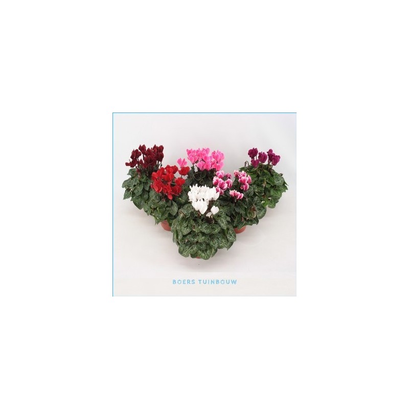 CYCLAMEN FANTASIA VARIADO MACETA 10,5CM