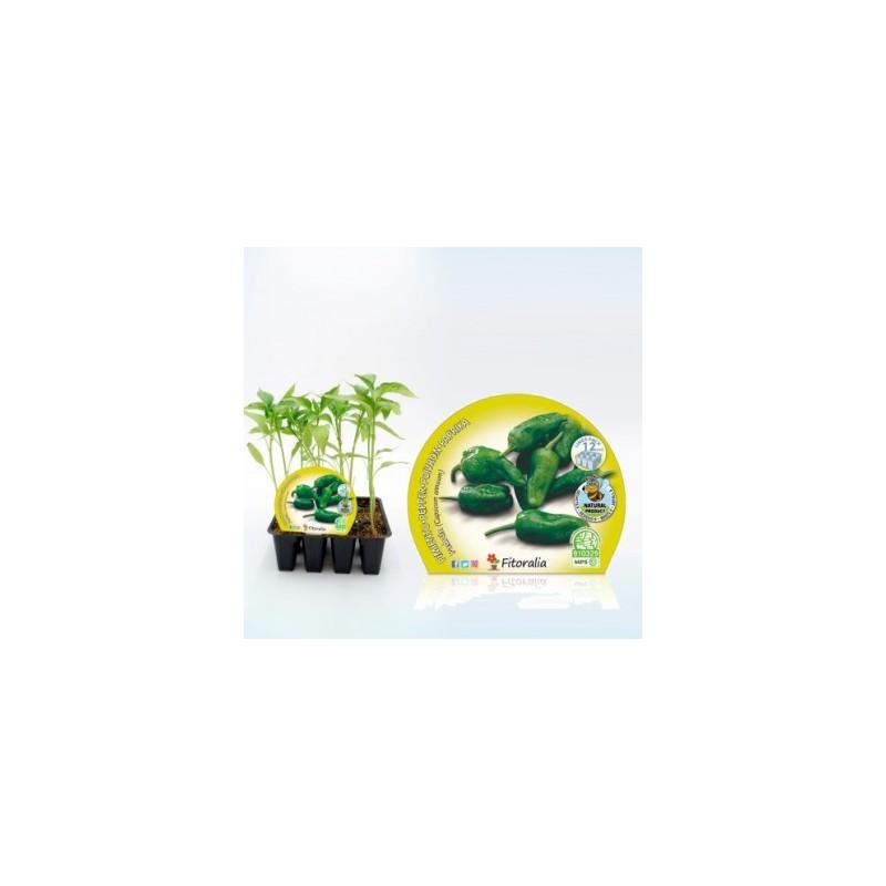 PIMIENTO DE PADRON PRODUCTO NATURAL 12 PLANTONES
