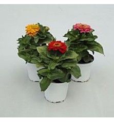 ZINNIA MACETA 10,5CM COLORES VARIADOS