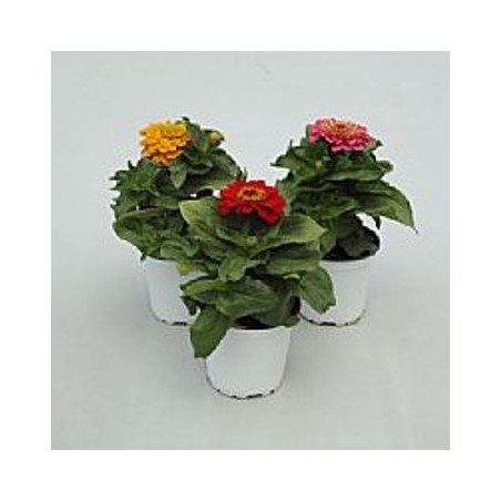 ZINNIA MACETA 10,5CM COLORES VARIADOS