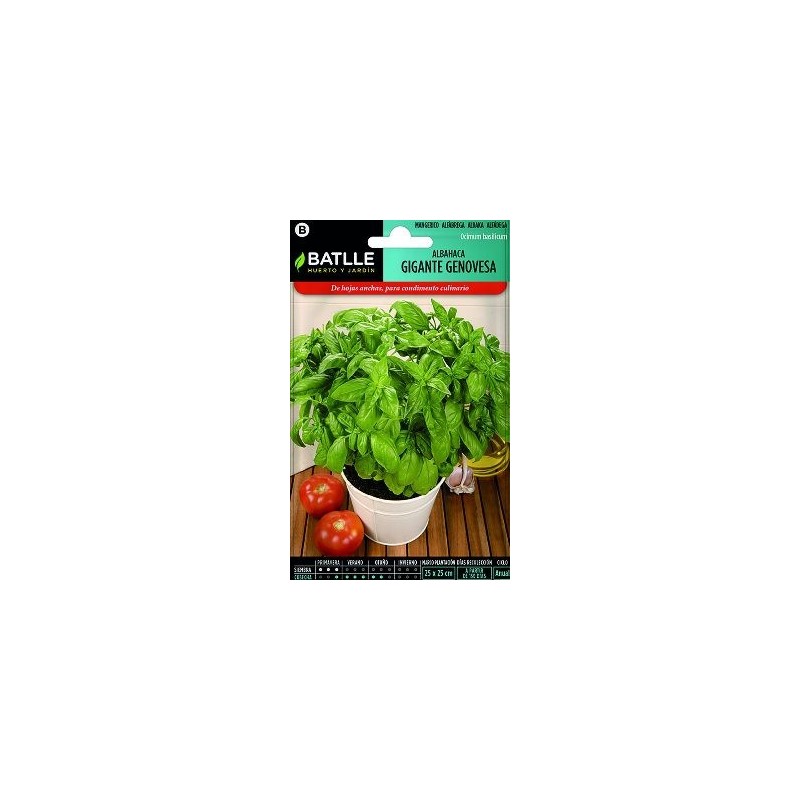 SEMILLAS ALBAHACA GIGANTE GENOVESA 4GR