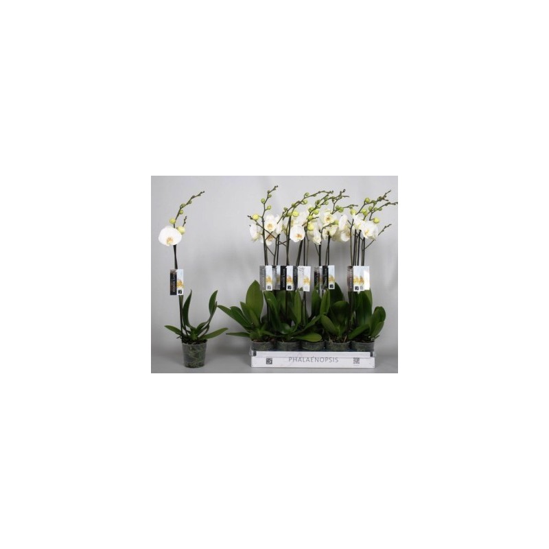 ORQUIDEA 1 VARA FUNDA MACETA 12CM
