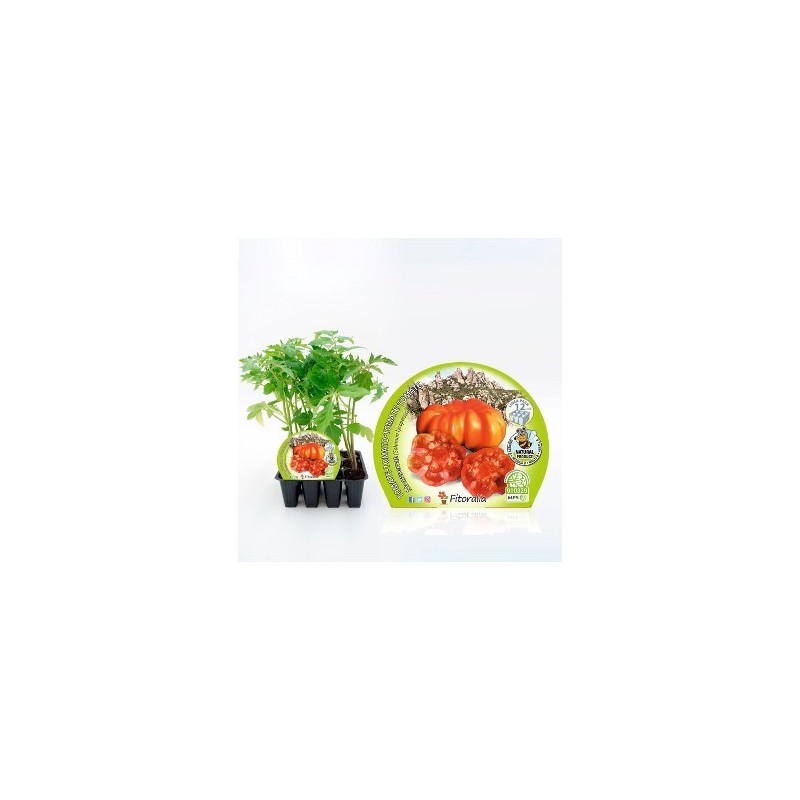 TOMATE MONTSERRAT PRODUCTO NATURAL B12 PLANTONES