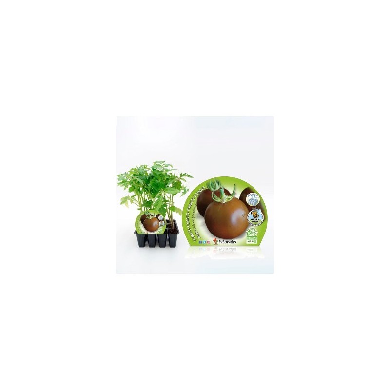 TOMATE NEGRO PRODUCTO NATURAL BANDEJA 12 PLANTONES