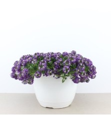ALISUM TARRINA 3,6L COLORES VARIADOS