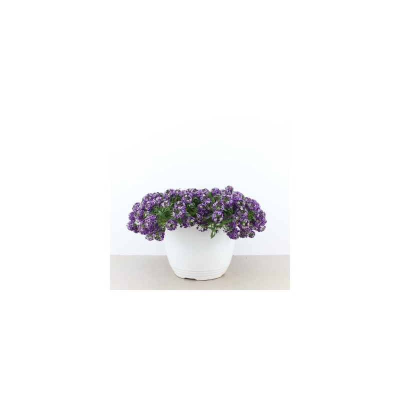 ALISUM TARRINA 3,6L COLORES VARIADOS