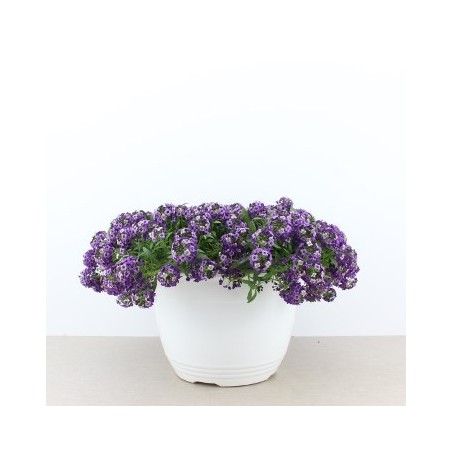 ALISUM TARRINA 3,6L COLORES VARIADOS