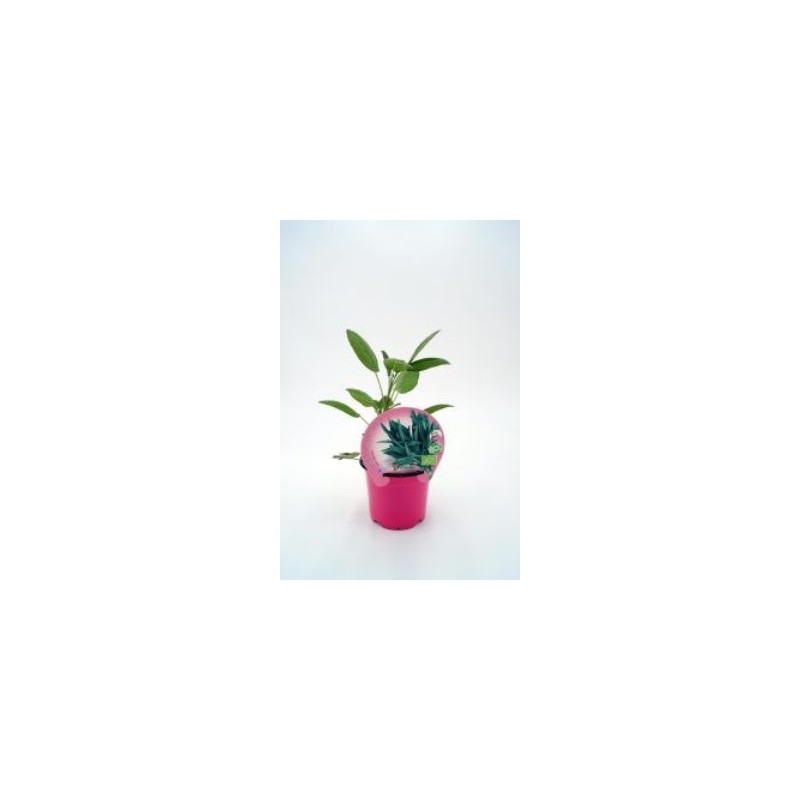 SALVIA PRODUCTO NATURAL MACETA 10,5CM