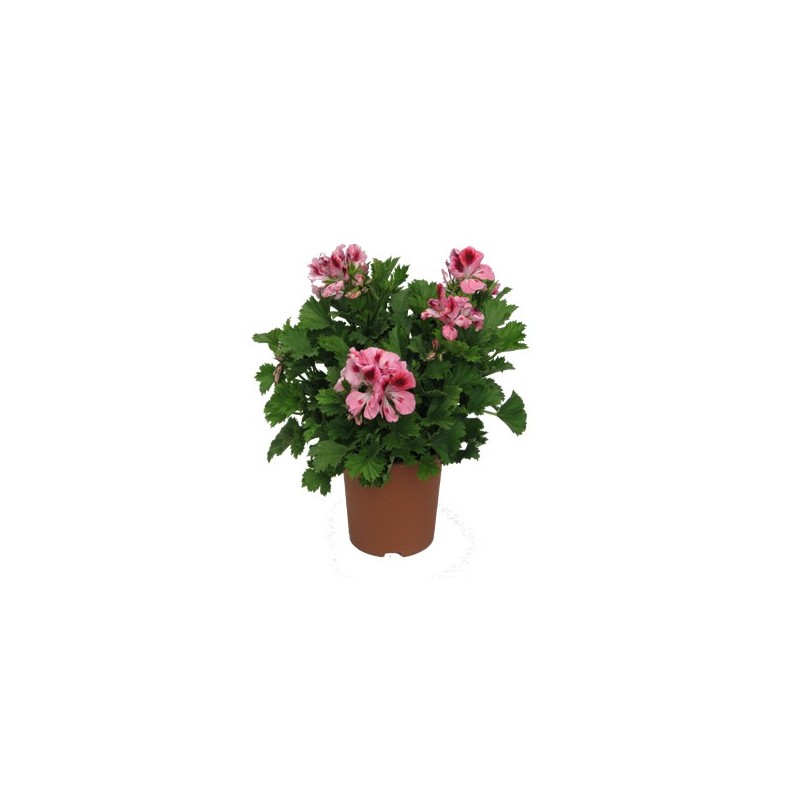 GERANIO GRANDIFLORA PELARGONIO MACETA 15CM