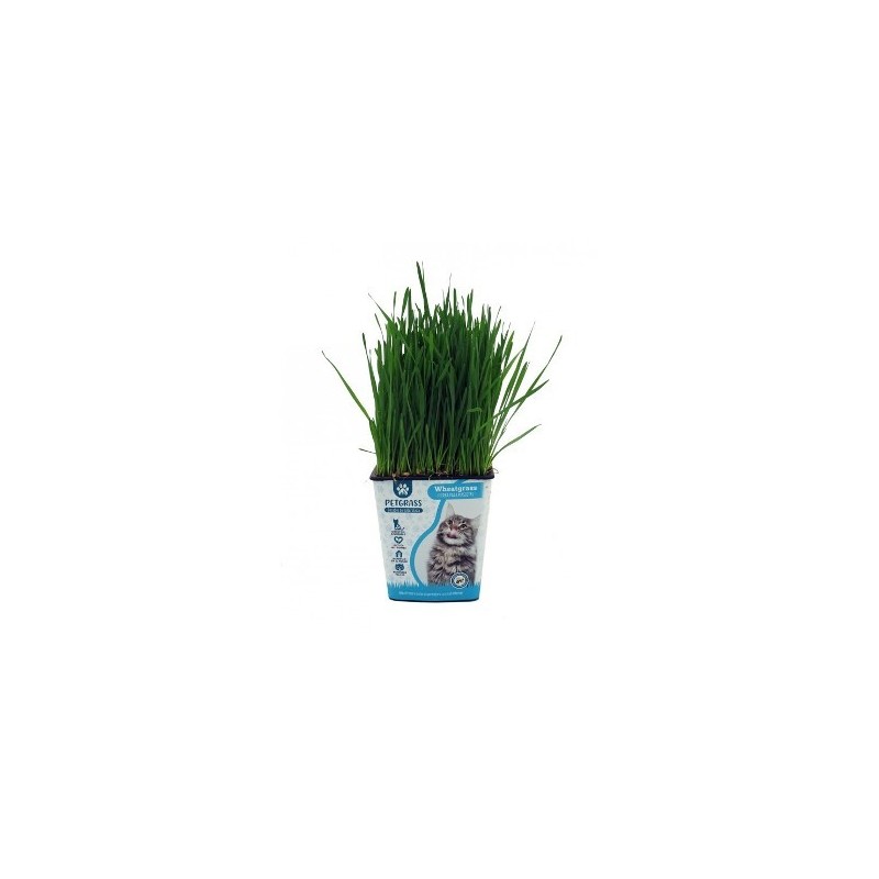 HIERBA PARA GATOS PRODUCTO NATURAL M11