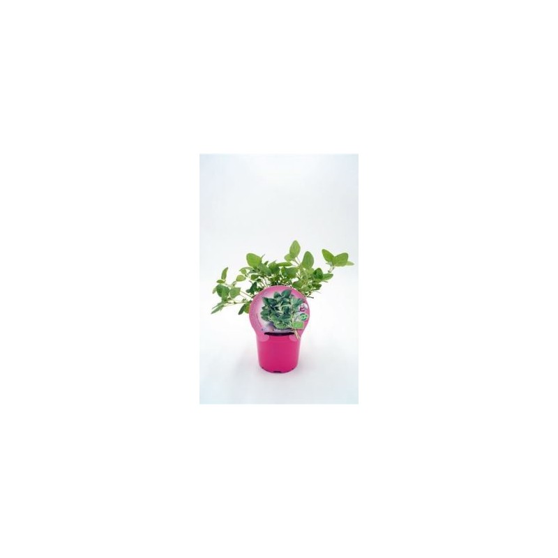 OREGANO PRODUCTO NATURAL MACETA 10,5CM