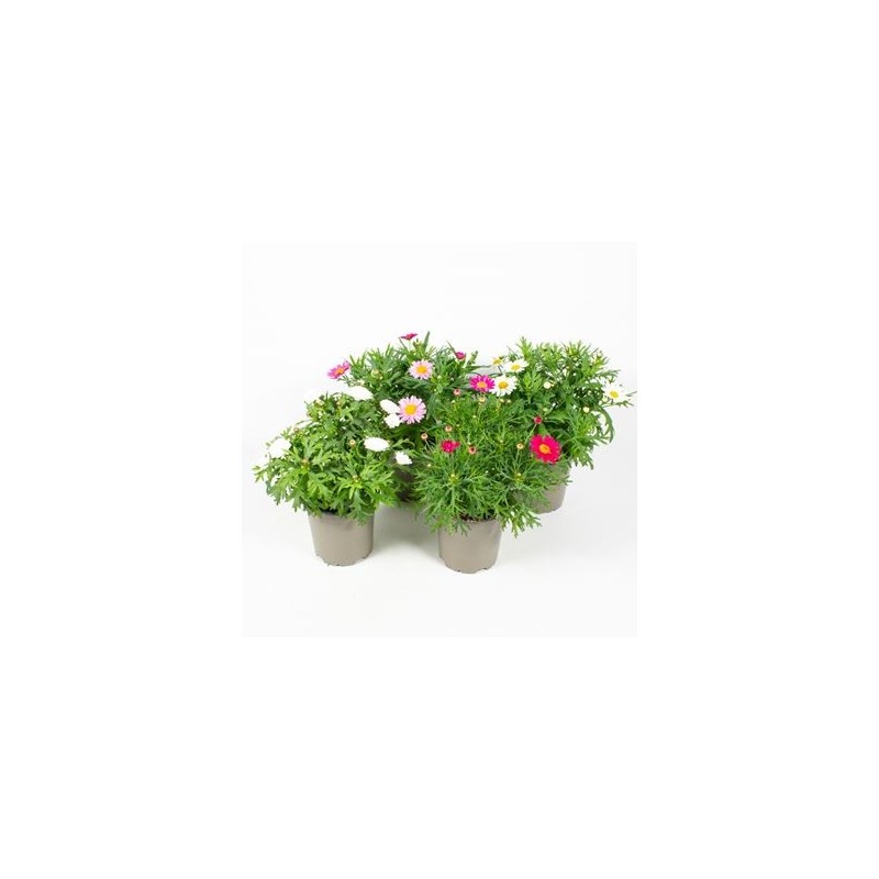 MARGARITA MACETA 13CM VARIOS COLORES