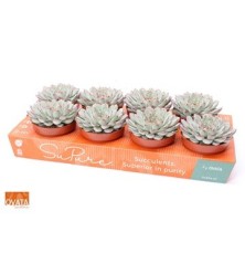 ECHEVERIA PULIDONIS ALTO 10CM Y MACETA 12CM
