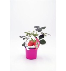 FRESA MARA DES BOIS PRODUCTO NATURAL MACETA 10,5CM