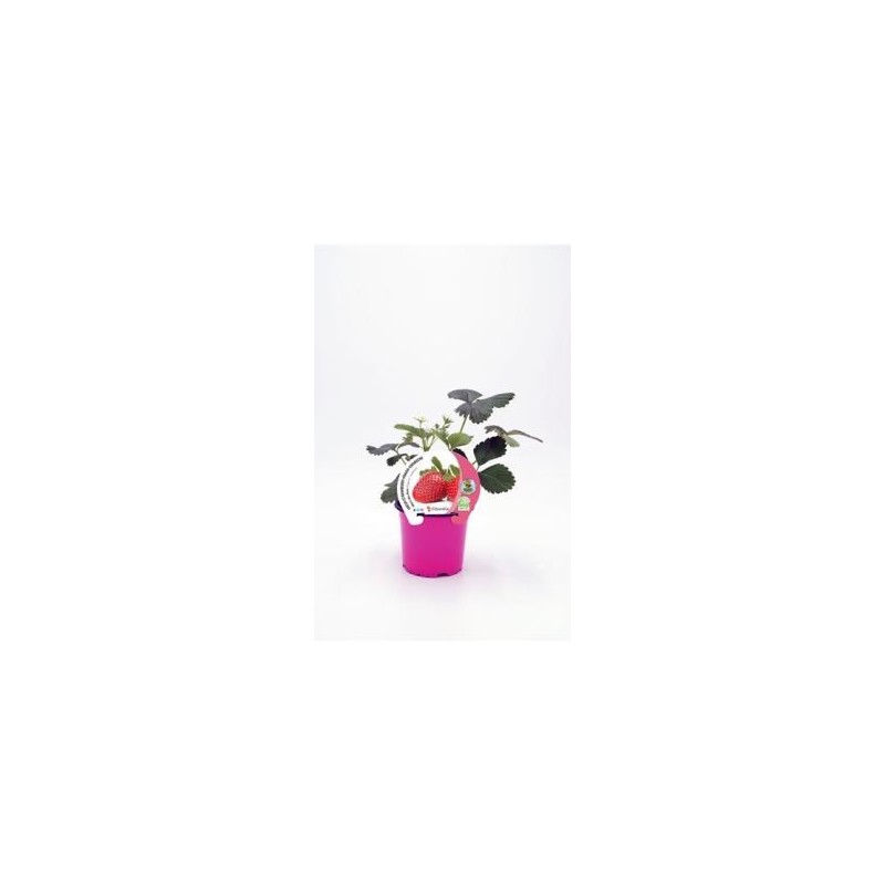 FRESA MARA DES BOIS PRODUCTO NATURAL MACETA 10,5CM