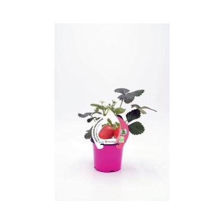 FRESA MARA DES BOIS PRODUCTO NATURAL MACETA 10,5CM