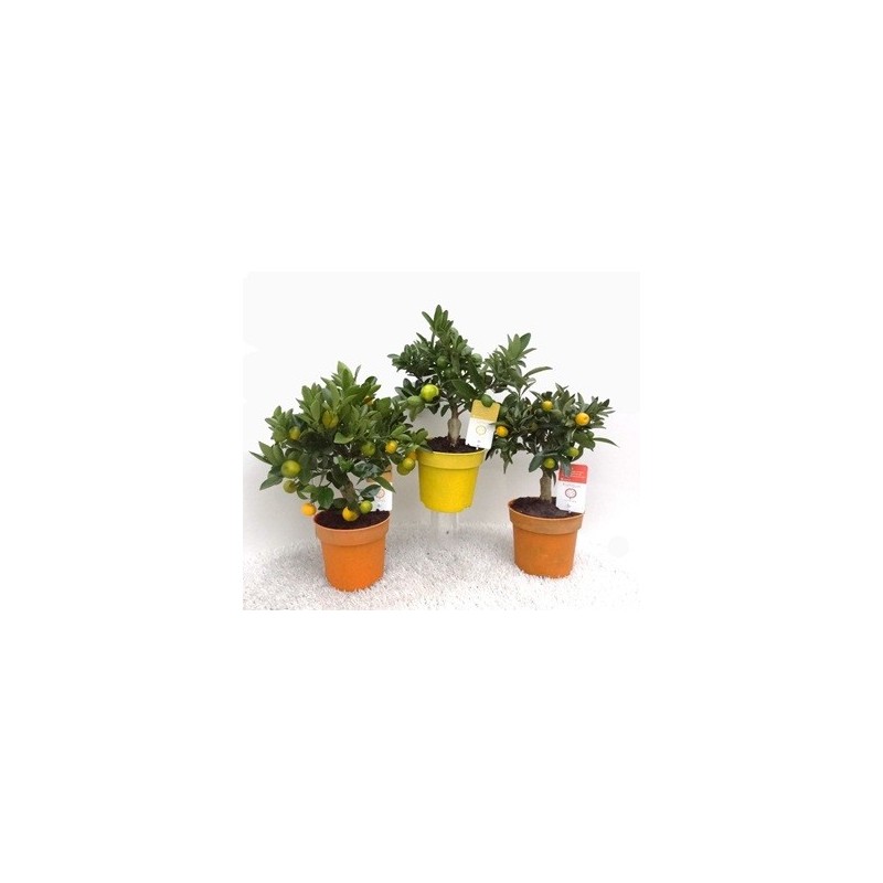 CITRICOS ENANOS VARIADOS ALTO 30CM Y MACETA 15CM