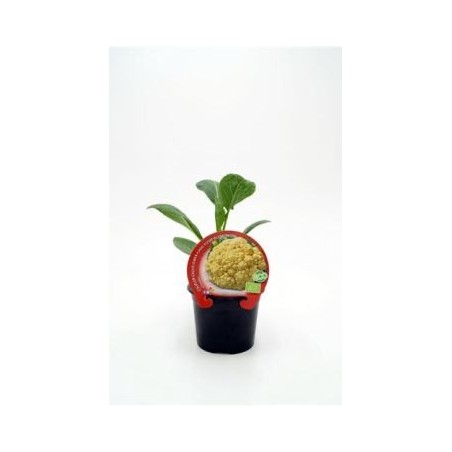 COLIFLOR CHEDDAR PRODUCTO NATURAL M10,5CM