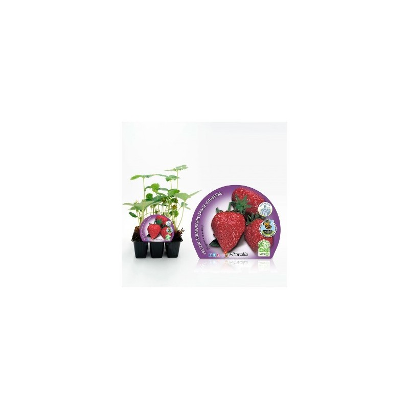 FRESON PRODUCTO NATURAL BANDEJA 6 PLANTONES