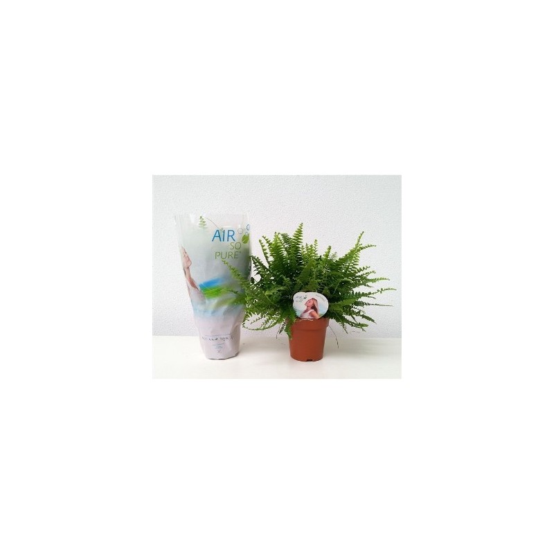 HELECHO GREEN LADY MACETA 15CM